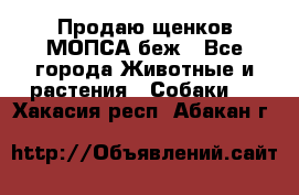 Продаю щенков МОПСА беж - Все города Животные и растения » Собаки   . Хакасия респ.,Абакан г.